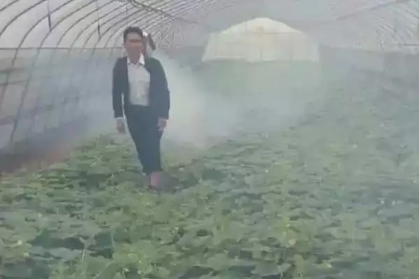 减少农药喷施量提高瓜果品质的方法和重点?提升瓜果品质要做好哪些细节?插图3 减少农药喷施量提高瓜果品质的方法和重点?提升瓜果品质要做好哪些细节?插图3