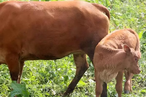 牛犊通便有妙招:开塞露或灌服积食太保的正确使用插图3 牛犊通便有妙招:开塞露或灌服积食太保的正确使用插图3