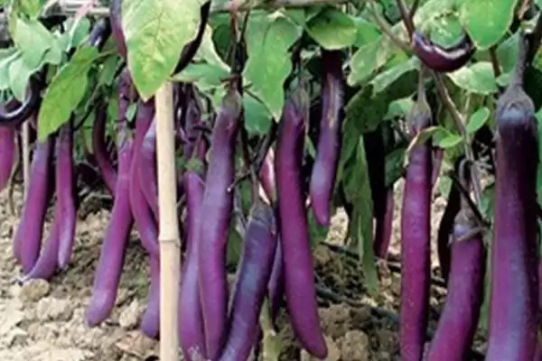 茄子亩产量揭秘:通常7000-8000斤左右的丰收成果插图2 茄子亩产量揭秘:通常7000-8000斤左右的丰收成果插图2