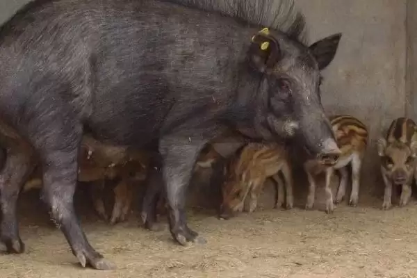 特种野猪提纯复壮的方法和重点？养猪要做好哪些品种优化细节？插图3