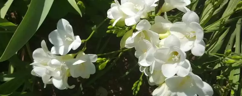 小苍兰植物属性的要点和解读？解读小苍兰植物属性需注意什么？-会东网