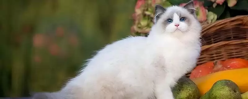 猫打喷嚏的原因是什么 ,哪些因素会导致猫打喷嚏-会东网