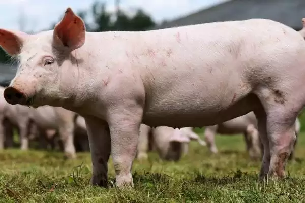 了解长白猪的方法和重点?养猪要做好哪些品种认知与养殖细节?插图3 了解长白猪的方法和重点?养猪要做好哪些品种认知与养殖细节?插图3