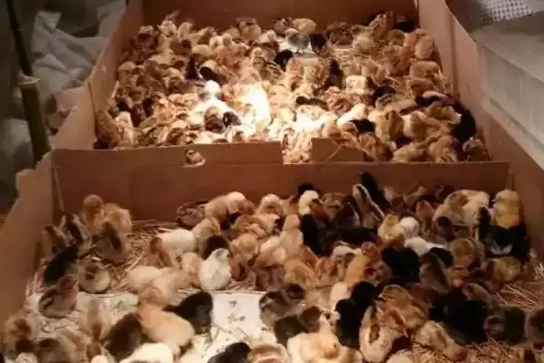 确定小鸡出壳后保温灯瓦数的方法和重点？养鸡要做好哪些育雏设备选择？插图4