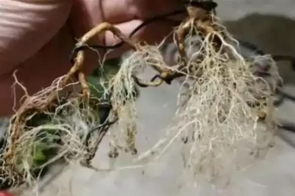 图片[6]-金丝梅的植物介绍 ,金丝梅是一种怎样的小灌木呢-会东网