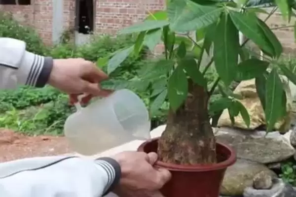 图片[6]-小发财树能否养大的要点和判断？判断小发财树生长情况需注意什么？-会东网