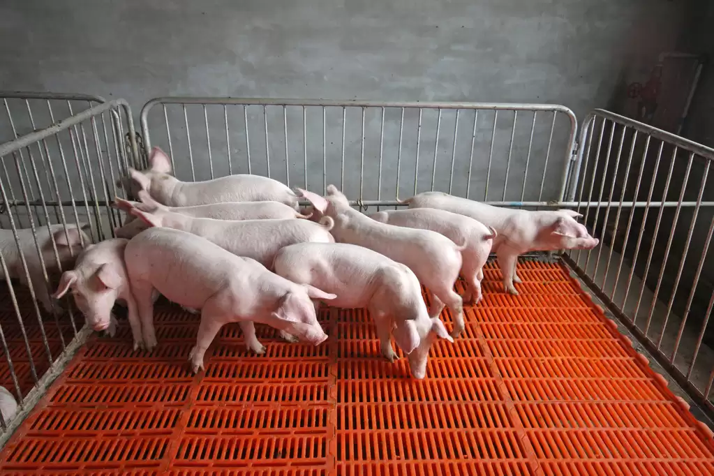 从养猪小白到“猪倌”大佬，这些技巧你必须知道！插图2