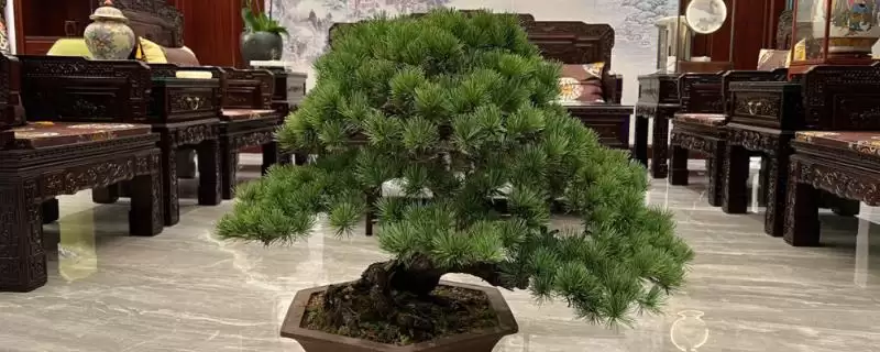 制作五针松盆景的方法和重点？制作五针松盆景要做好哪些细节？-会东网