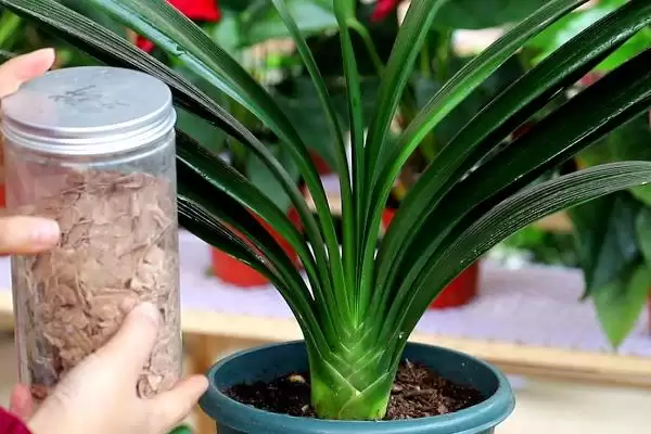 君子兰开花的叶片数量 ,君子兰长出多少片叶子可能开花呢?插图6 君子兰开花的叶片数量 ,君子兰长出多少片叶子可能开花呢?插图6