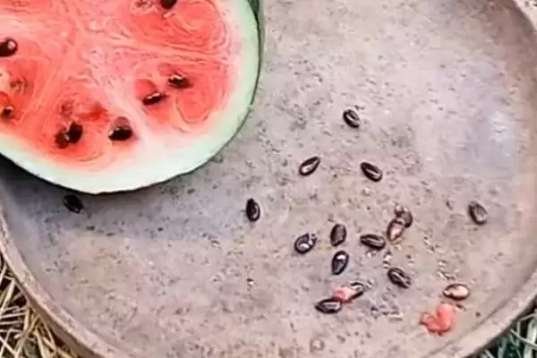 西瓜种子催芽方法的方法和重点?西瓜种子催芽要做好哪些细节?插图1 西瓜种子催芽方法的方法和重点?西瓜种子催芽要做好哪些细节?插图1