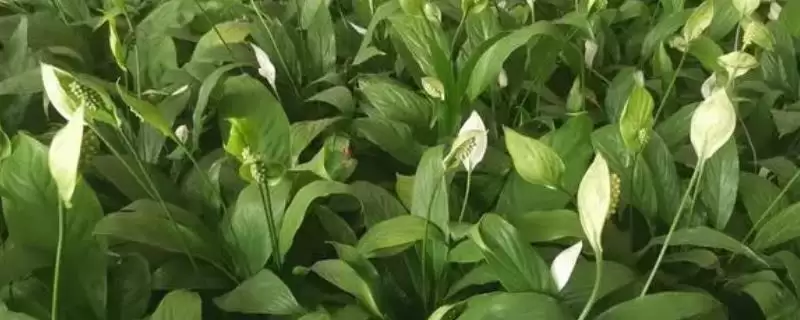 探寻一帆风顺叶子发黄焦边干枯原因的方法和重点？探寻一帆风顺叶子发黄焦边干枯原因要做好哪些细节？-会东网