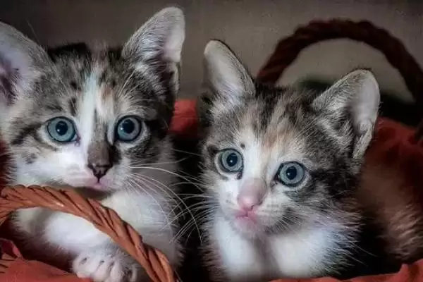 猫咪黑下巴该如何治疗 ,猫咪黑下巴可涂含氟氧沙星药物插图2 猫咪黑下巴该如何治疗 ,猫咪黑下巴可涂含氟氧沙星药物插图2