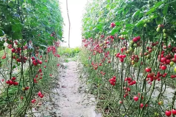 图片[2]-圣女果设施栽培技术？在设施内栽培圣女果要遵循哪些种植技术？-会东网