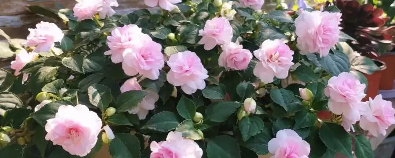 水梅花和凤仙花有什么区别？区分水梅花和凤仙花要关注哪些关键差异？-会东网