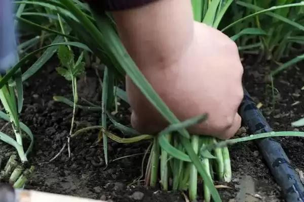 韭菜的收割周期 ,韭菜一般每隔多久可以割一次呢?插图1 韭菜的收割周期 ,韭菜一般每隔多久可以割一次呢?插图1