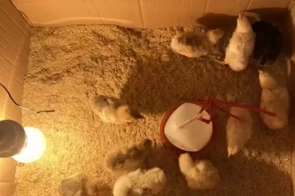 确定小鸡出壳后保温灯瓦数的方法和重点？养鸡要做好哪些育雏设备选择？插图2