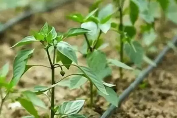 辣椒的种植技术 ,辣椒在哪些月份适合播种呢?插图3 辣椒的种植技术 ,辣椒在哪些月份适合播种呢?插图3