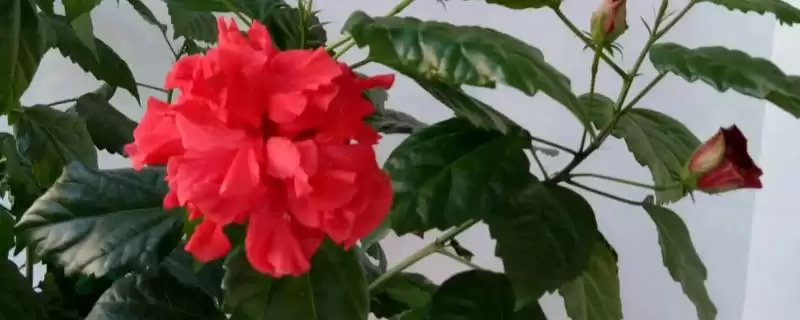 木菊花叶子发黄是什么原因呢,木菊花叶子发黄可能因浇水多或土壤板结-会东网