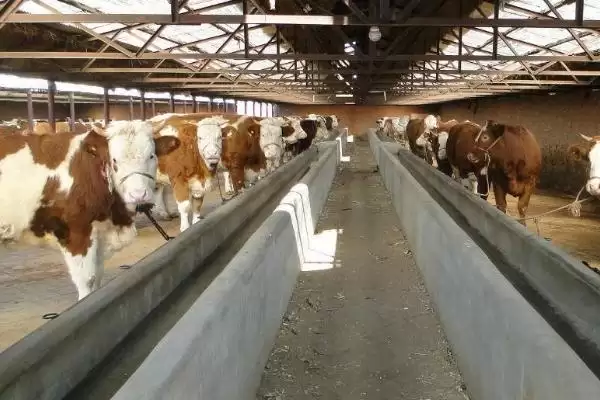 避免养殖场内出现蝙蝠的方法和重点？养猪要做好哪些养殖环境管理细节？插图2