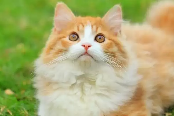 猫拉肚子是什么原因导致的 ,猫拉肚子和感冒应激有关吗插图3 猫拉肚子是什么原因导致的 ,猫拉肚子和感冒应激有关吗插图3