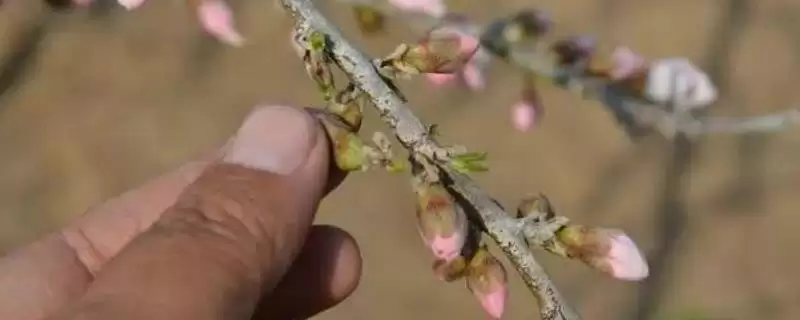 桃树疏花疏果技术？掌握桃树疏花疏果技术要了解哪些操作要点和作用？-会东网