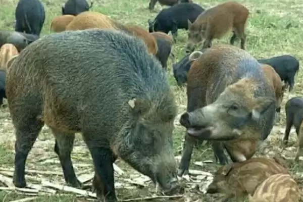 野猪养殖的方法和重点?养猪要做好哪些特种养殖细节?插图3 野猪养殖的方法和重点?养猪要做好哪些特种养殖细节?插图3