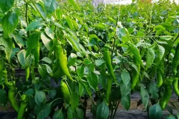 辣椒的施肥方式 ,辣椒不同生长阶段如何施肥?插图4 辣椒的施肥方式 ,辣椒不同生长阶段如何施肥?插图4