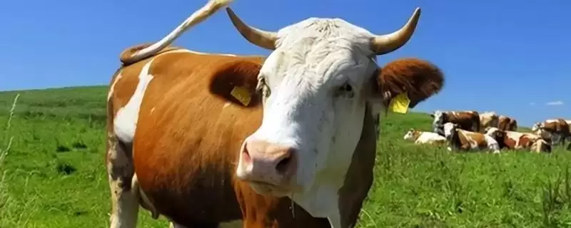 牛倒嚼嘴上有白沫的原因剖析:胃酸过多的症状与解决-会东网