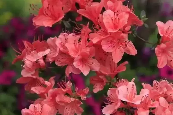 图片[8]-认识中国名花的方法和重点？认识中国名花要做好哪些细节？-会东网