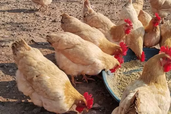 确定三黄鸡养殖周期的方法和重点?养鸡要做好哪些养殖时间规划?插图1 确定三黄鸡养殖周期的方法和重点?养鸡要做好哪些养殖时间规划?插图1