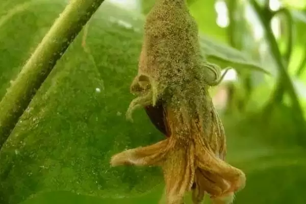 茄子灰霉病症状剖析：叶缘水浸状浅褐色病斑的特征插图1