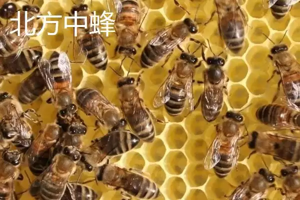图片[5]-海南中蜂品种介绍，群势较小但具有较强的采集能力-会东网
