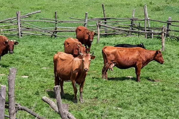 牛的交配方式大盘点:自然交配与分群交配等的奥秘插图6 牛的交配方式大盘点:自然交配与分群交配等的奥秘插图6