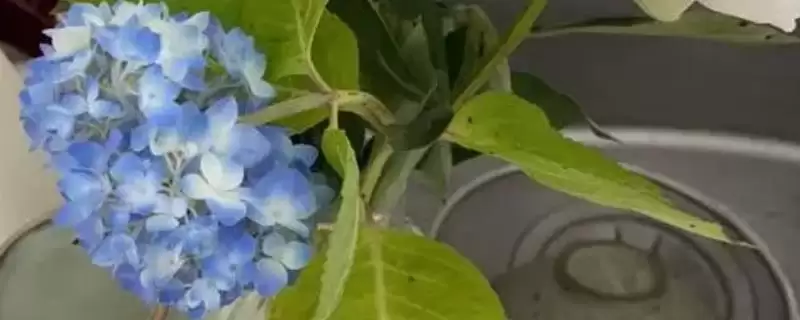 判断绣球花是否适合水培的方法和重点？判断绣球花是否适合水培要做好哪些细节？-会东网