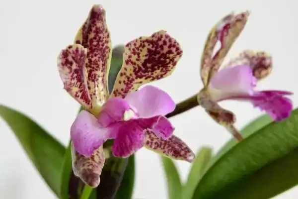 卡特兰的养殖方法 ,卡特兰春芽刚生时如何换盆呢?插图2 卡特兰的养殖方法 ,卡特兰春芽刚生时如何换盆呢?插图2