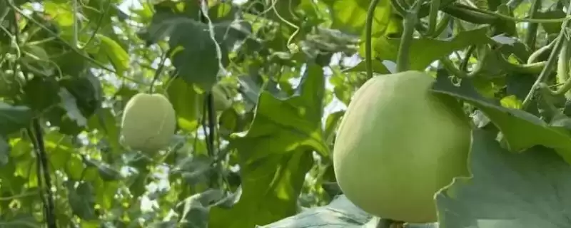 搭架种植香瓜的方法和重点?搭架种香瓜要做好哪些细节?-会东网