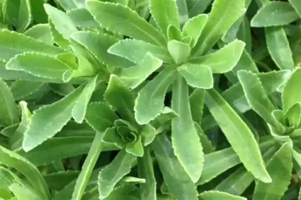 图片[6]-目前哪些野菜具有种植前景呢,芦蒿、苋菜、苦菜等野菜有种植前景-会东网