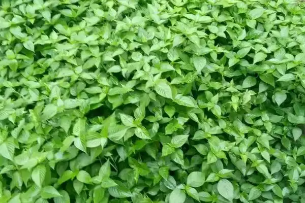 图片[3]-茜草冬季生存秘籍：耐寒能力强不会冻死的原因-会东网