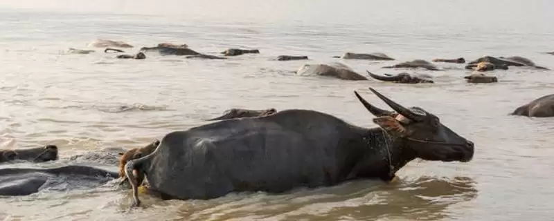 牛羊猪的游泳技能大揭秘：天生会游泳的奇妙事实-会东网