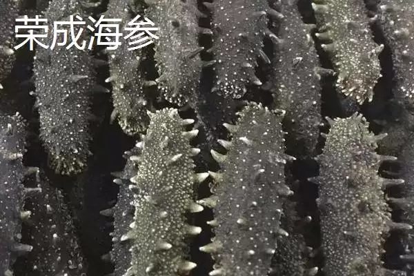 图片[2]-山东荣成的特产，荣成海参堪称参中之王-会东网