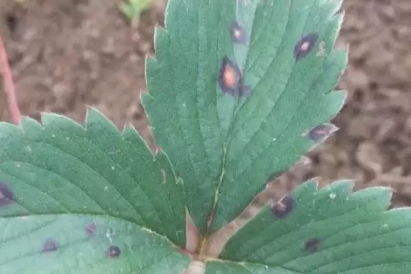 图片[5]-草莓属于喜阳还是喜阴作物，种植在阳光充足的地方能提高果实甜度-会东网