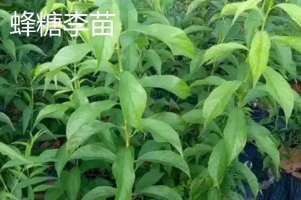 图片[4]-李子属于酸性还是碱性，属于少数酸性水果之一-会东网