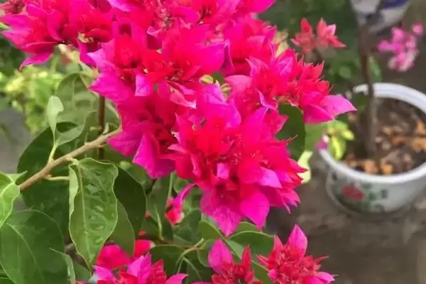 图片[6]-三角梅一年开多少次花？了解三角梅花期次数要探究哪些开花规律？-会东网