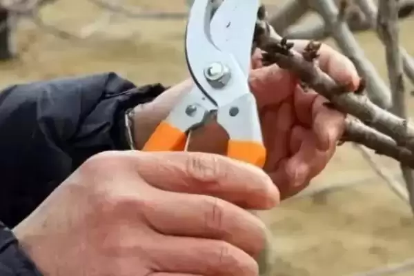 给苹果树修枝的作用,修枝可改善树体营养、提高果实品质插图5 给苹果树修枝的作用,修枝可改善树体营养、提高果实品质插图5