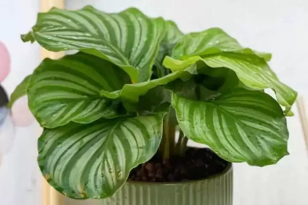 怎样养苹果竹芋长得快,最好将其置于半阴环境中插图2 怎样养苹果竹芋长得快,最好将其置于半阴环境中插图2