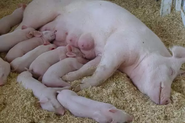 母猪配种的最佳时期是什么时候呢,母猪适宜配种期为排卵前 2-3 小时插图1 母猪配种的最佳时期是什么时候呢,母猪适宜配种期为排卵前 2-3 小时插图1