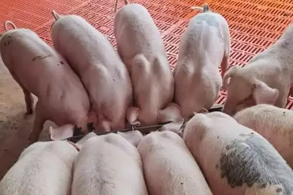 治疗仔猪腹泻的方法和重点？养猪要做好哪些治疗细节？插图4