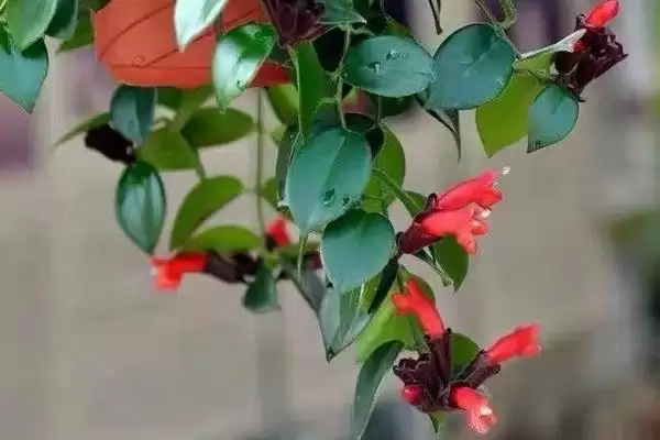图片[4]-口红吊兰的植物介绍 ,口红吊兰是怎样的附生小灌木呢？-会东网