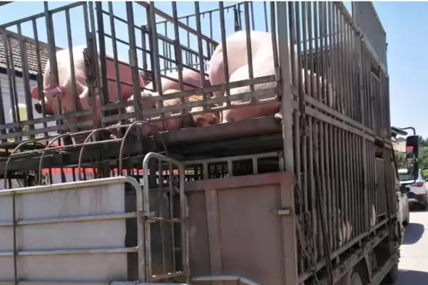 生猪长途运输的方法和重点？养猪要做好哪些运输注意细节？插图8