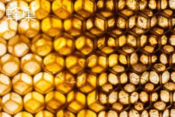 图片[2]-蜂巢和蜂胶的区别，来源、作用和成分均不同-会东网